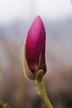 Magnolia soulangeana Lennei Magnolia pośrednia